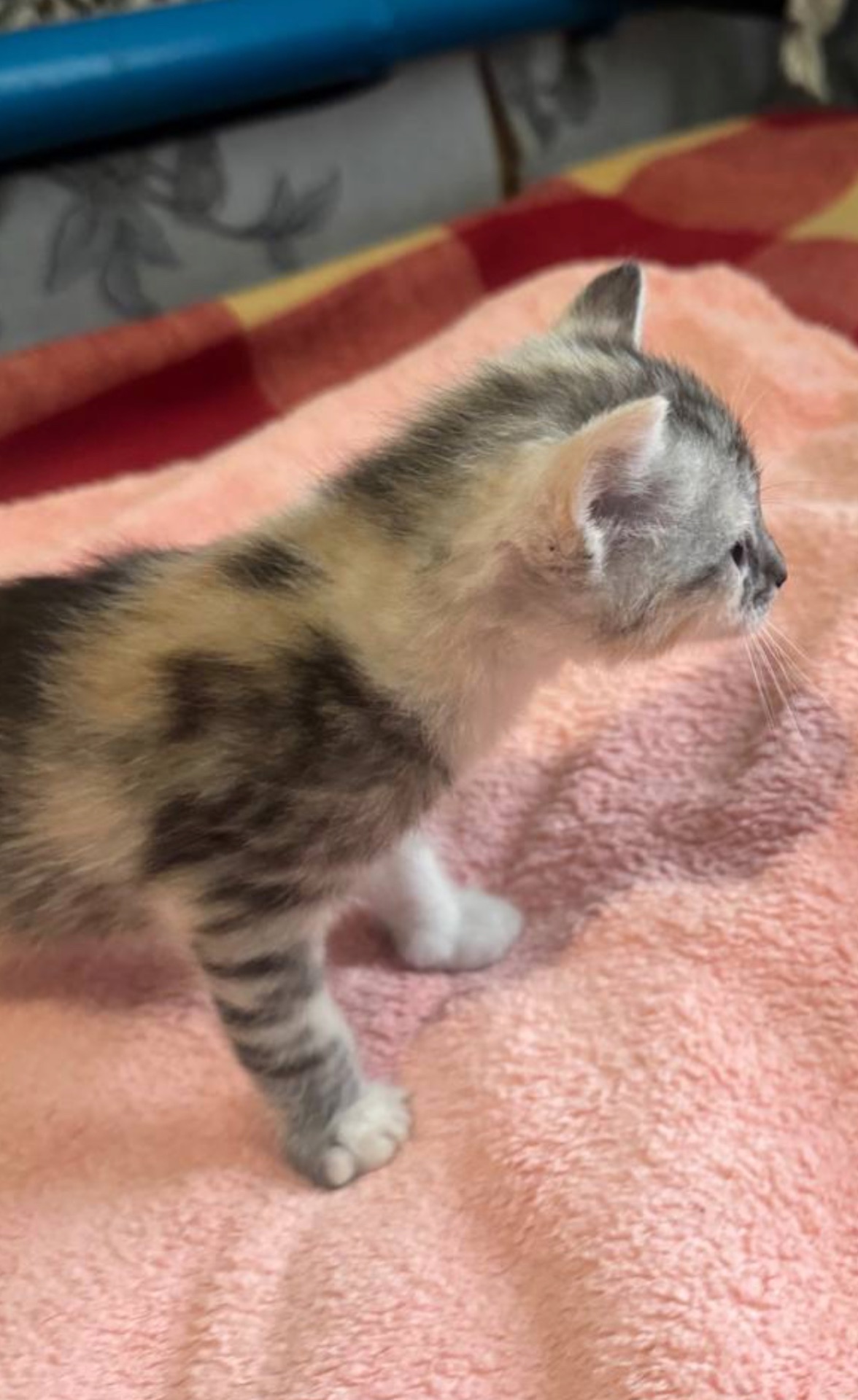 Віддам у добрі руки рудувату кошеня-дівчинку