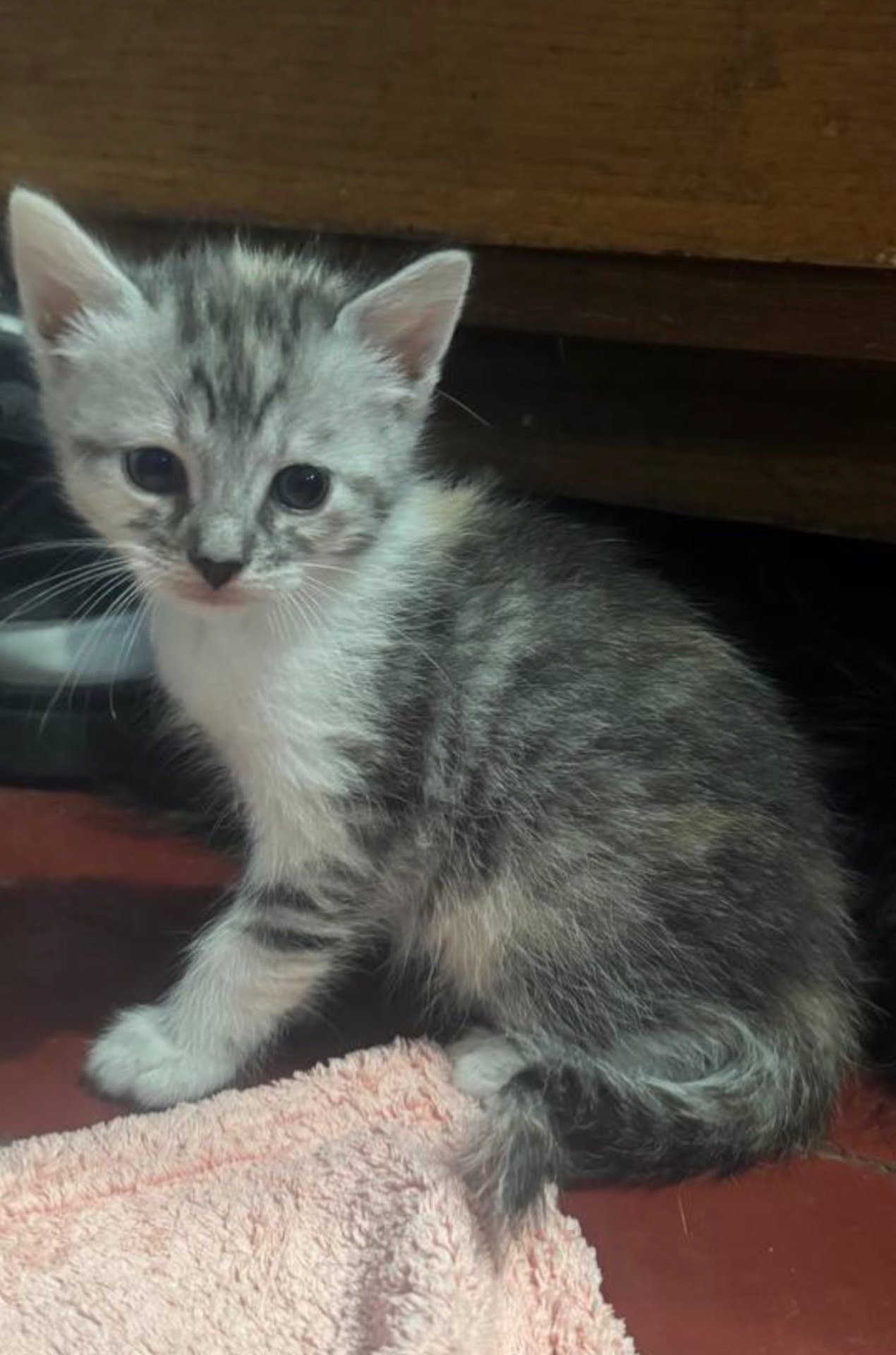 Віддам у добрі руки сіру кошеня-дівчинку