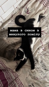 Віддам у добрі руки рудувату кошеня-дівчинку