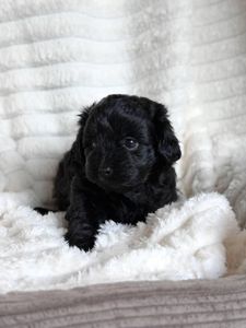 Цуценята мальтіпу