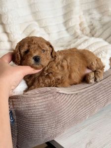 Цуценята мальтіпу