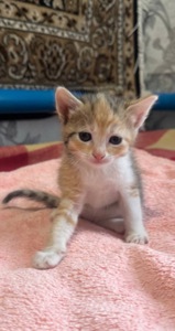 Віддам у добрі руки рудувату кошеня-дівчинку