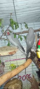 Продається ожереловий папуга