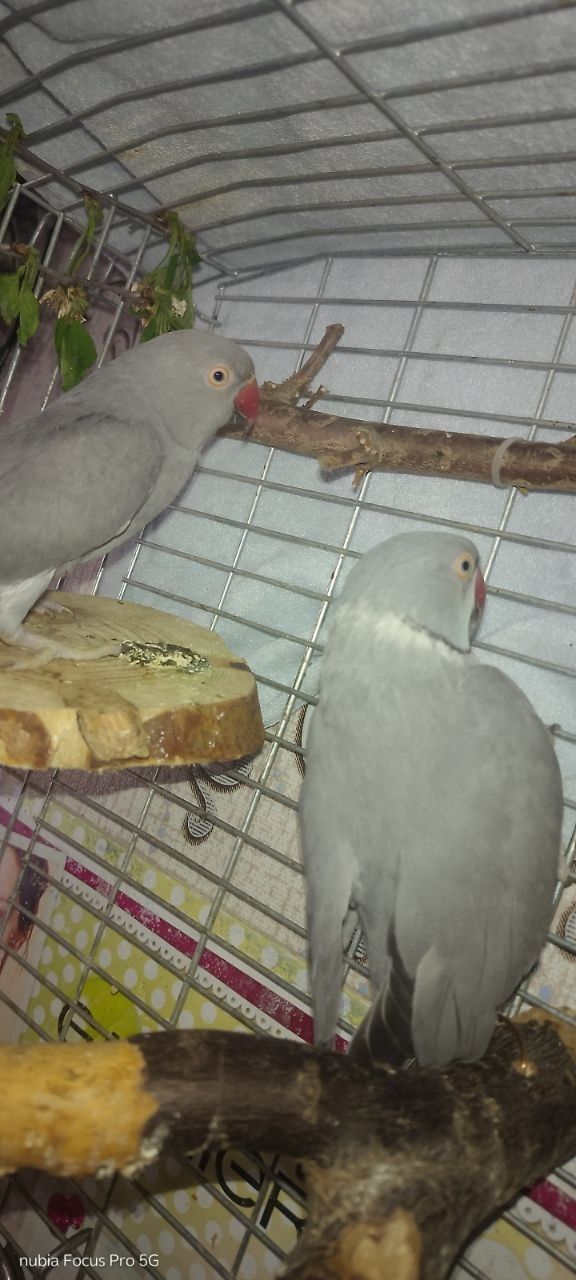 Продається ожереловий папуга