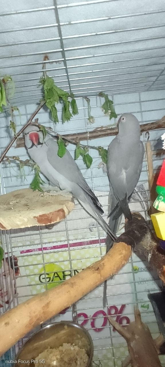 Продається ожереловий папуга