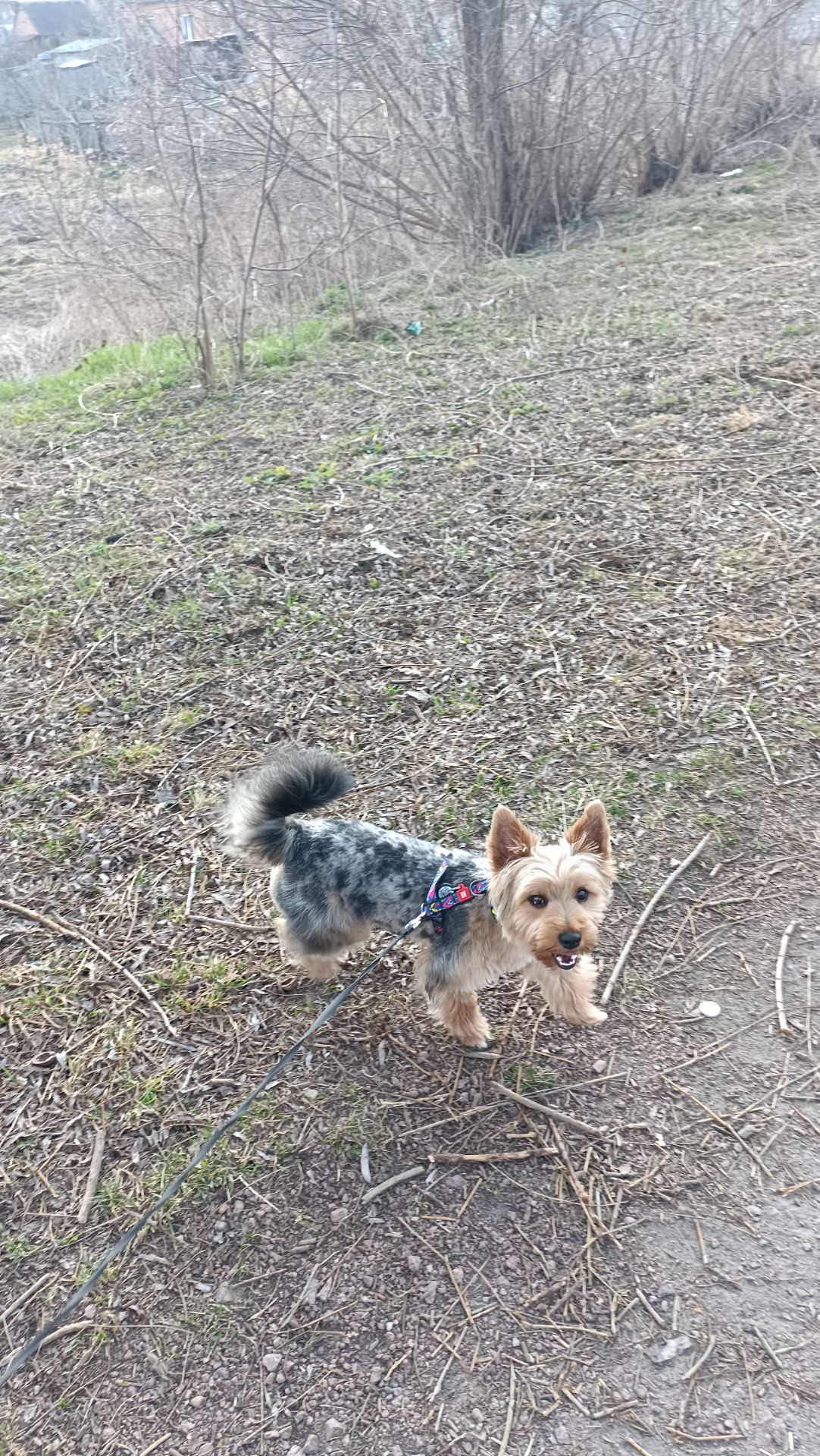 Цуценя породи йорширський терйер