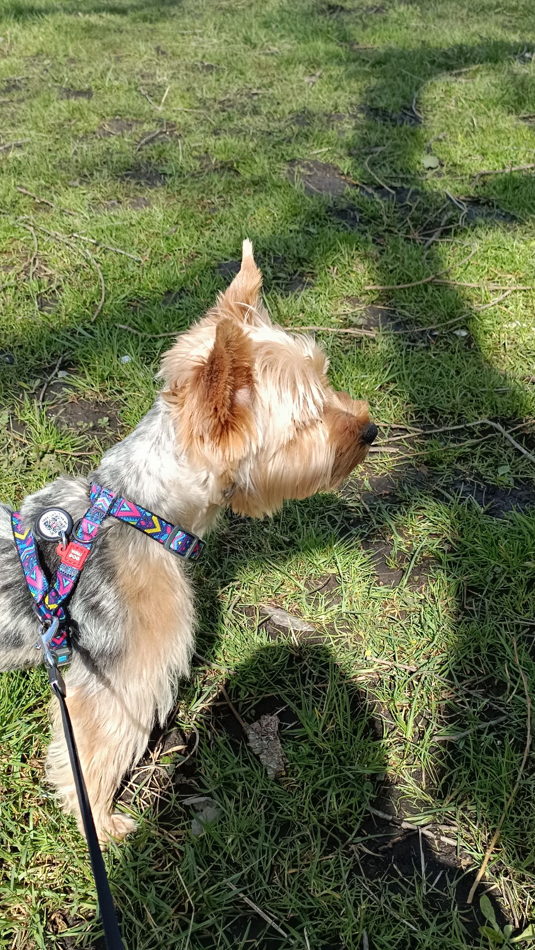 Цуценя породи йорширський терйер