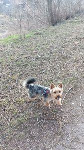 Цуценя породи йорширський терйер