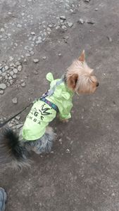 Цуценя породи йорширський терйер