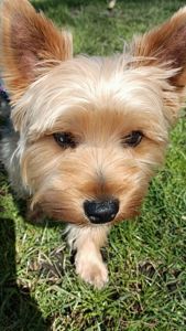 Цуценя породи йорширський терйер