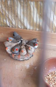 Зебровые амадины