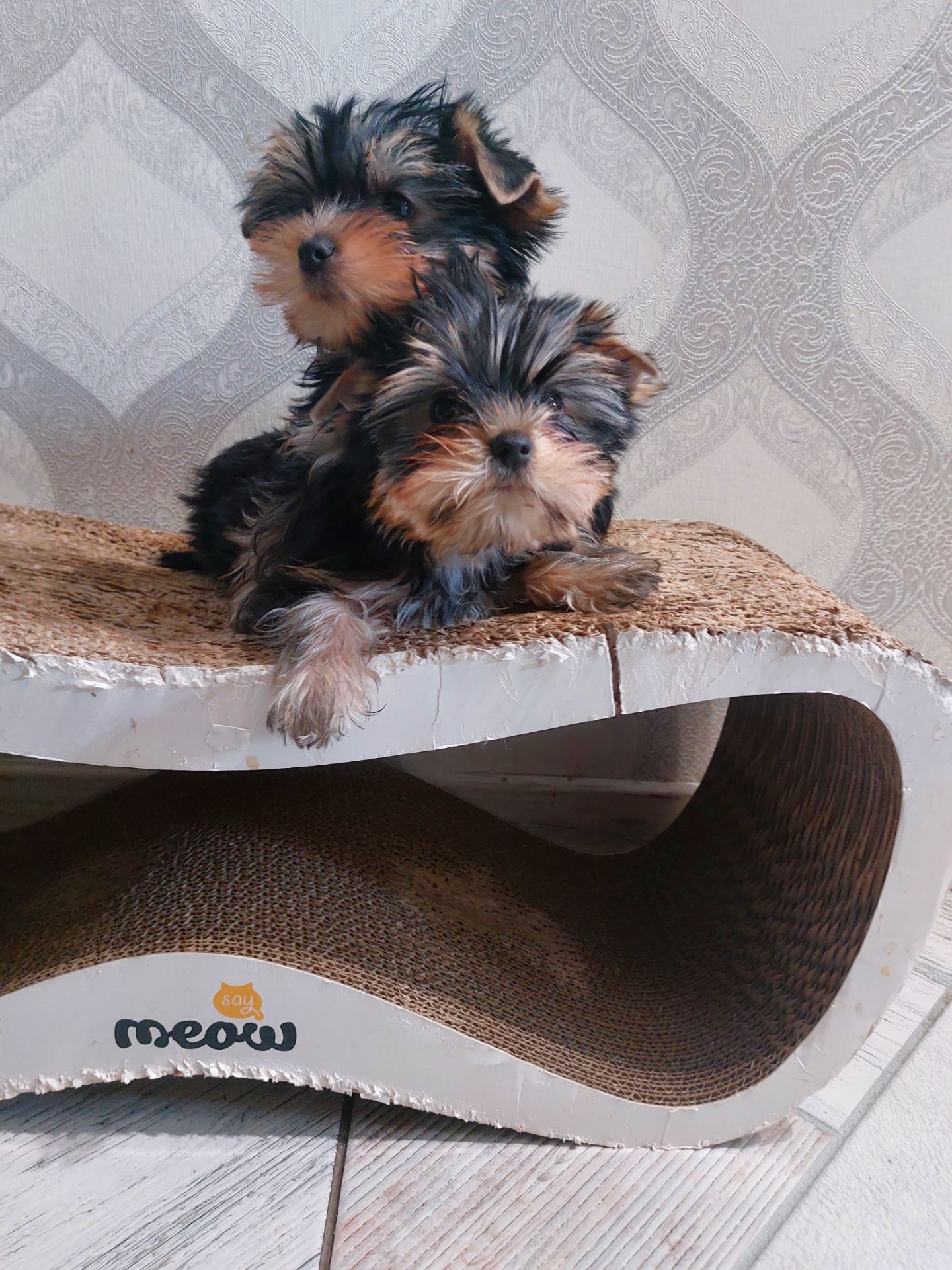 Неймовірні цуценята йоркширського терьєра