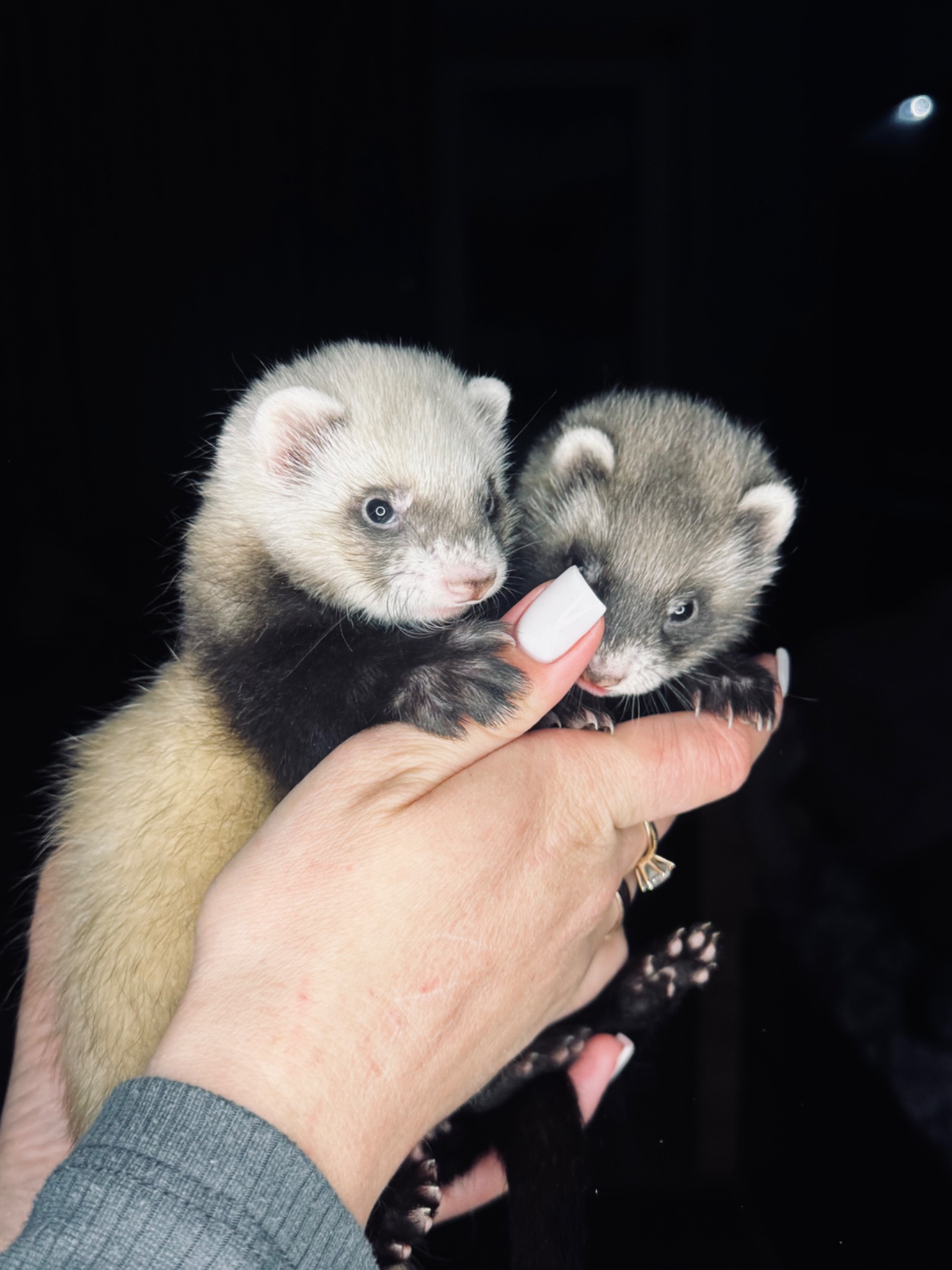 Тхорики, малюки фретки