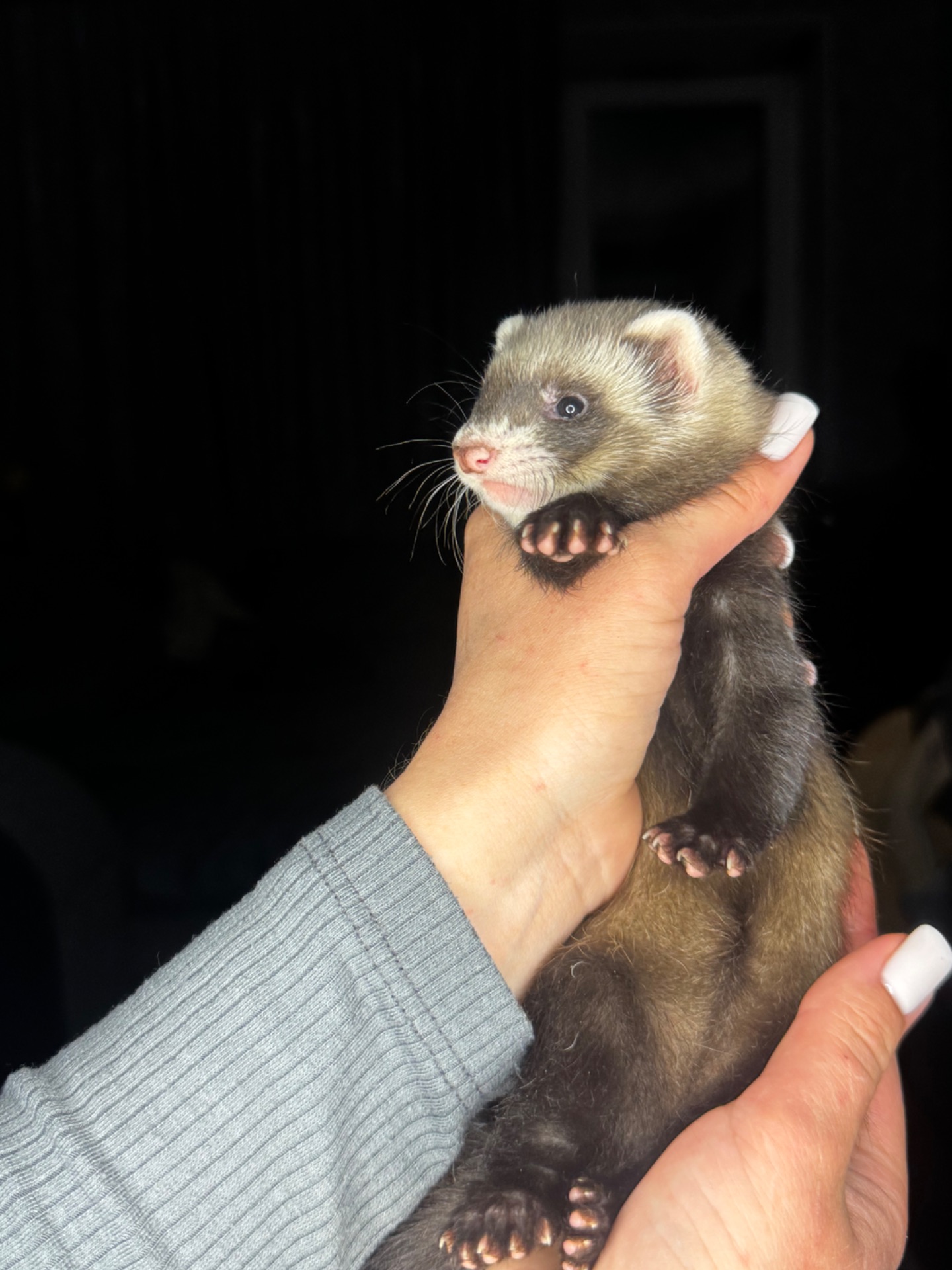 Тхорики, малюки фретки