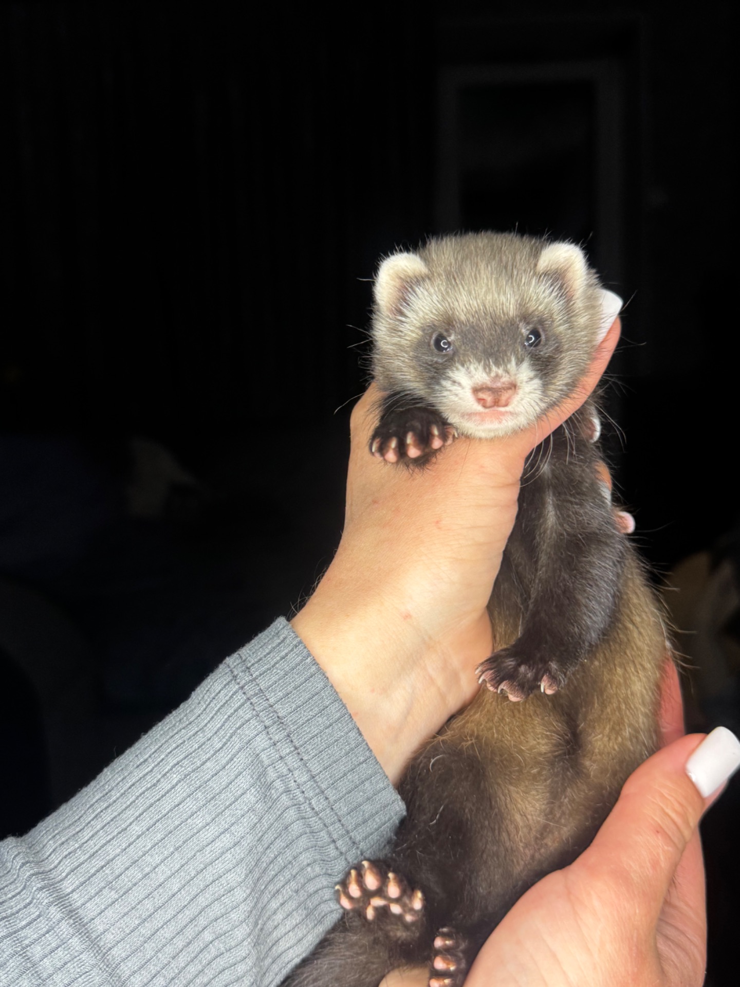 Тхорики, малюки фретки