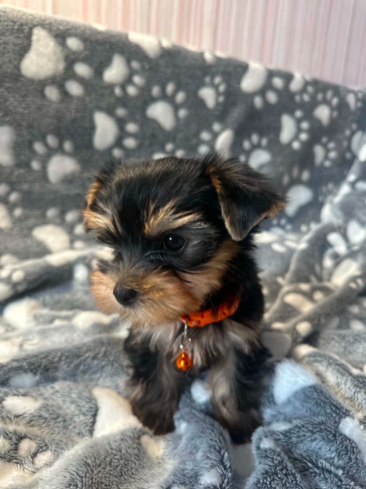 Неймовірні цуценята йоркширського терьєра