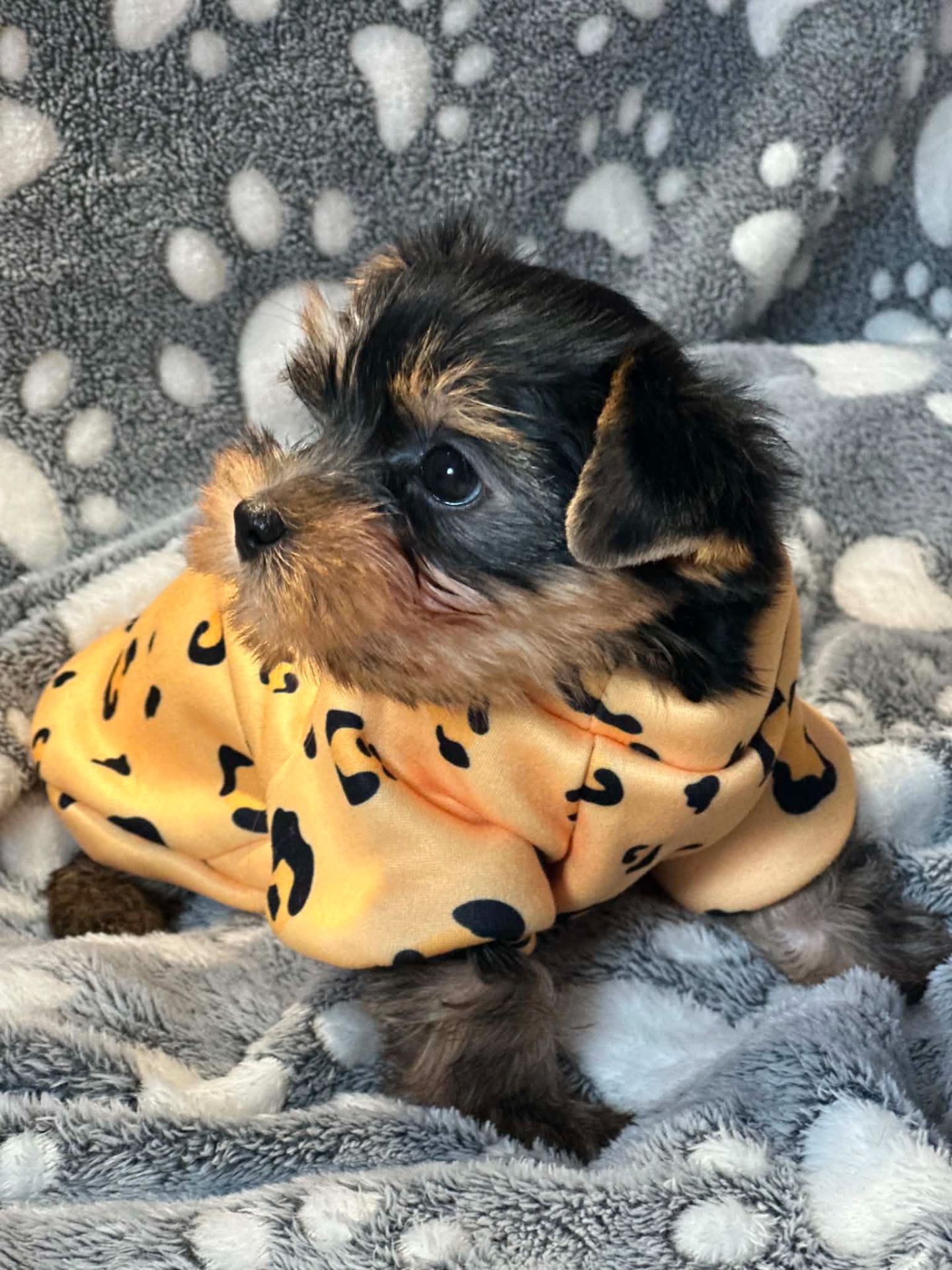 Неймовірні цуценята йоркширського терьєра