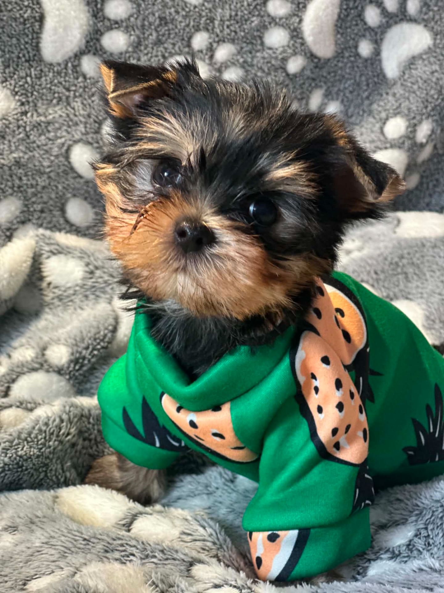 Неймовірні цуценята йоркширського терьєра