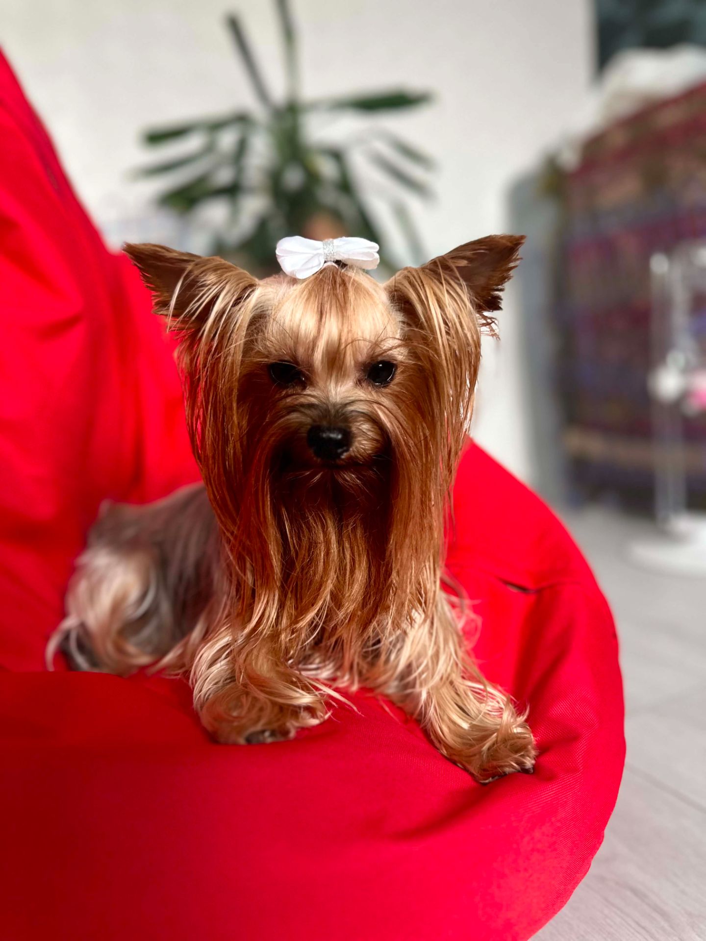 Неймовірні цуценята йоркширського терьєра