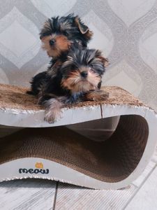 Неймовірні цуценята йоркширського терьєра