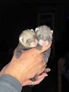 Тхорики, малюки фретки