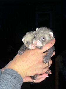 Тхорики, малюки фретки