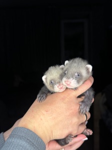 Тхорики, малюки фретки