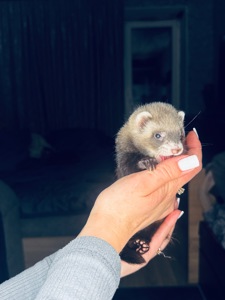 Тхорики, малюки фретки