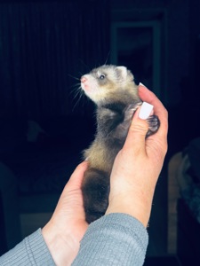 Тхорики, малюки фретки