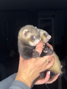 Тхорики, малюки фретки