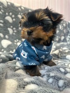 Неймовірні цуценята йоркширського терьєра