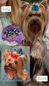 Неймовірні цуценята йоркширського терьєра