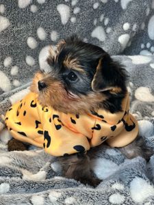 Неймовірні цуценята йоркширського терьєра