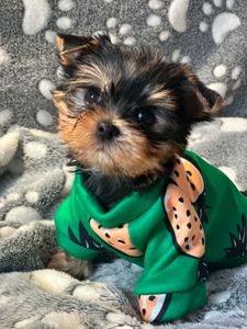 Неймовірні цуценята йоркширського терьєра