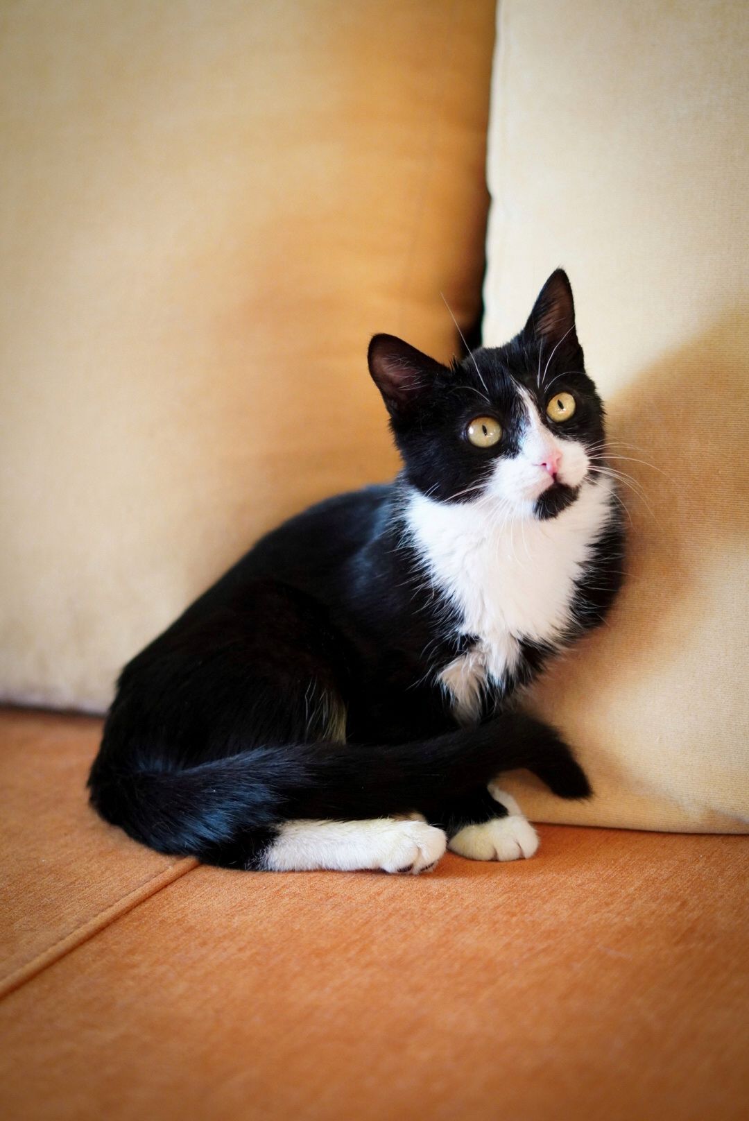 Кошенята в ДОБРІ руки