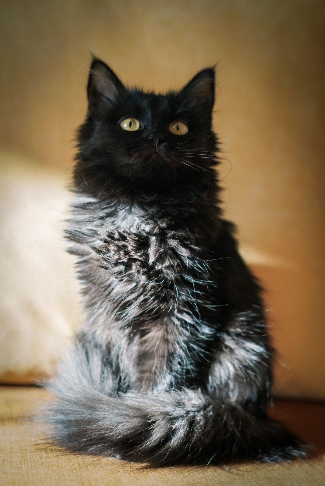 Кошенята в ДОБРІ руки