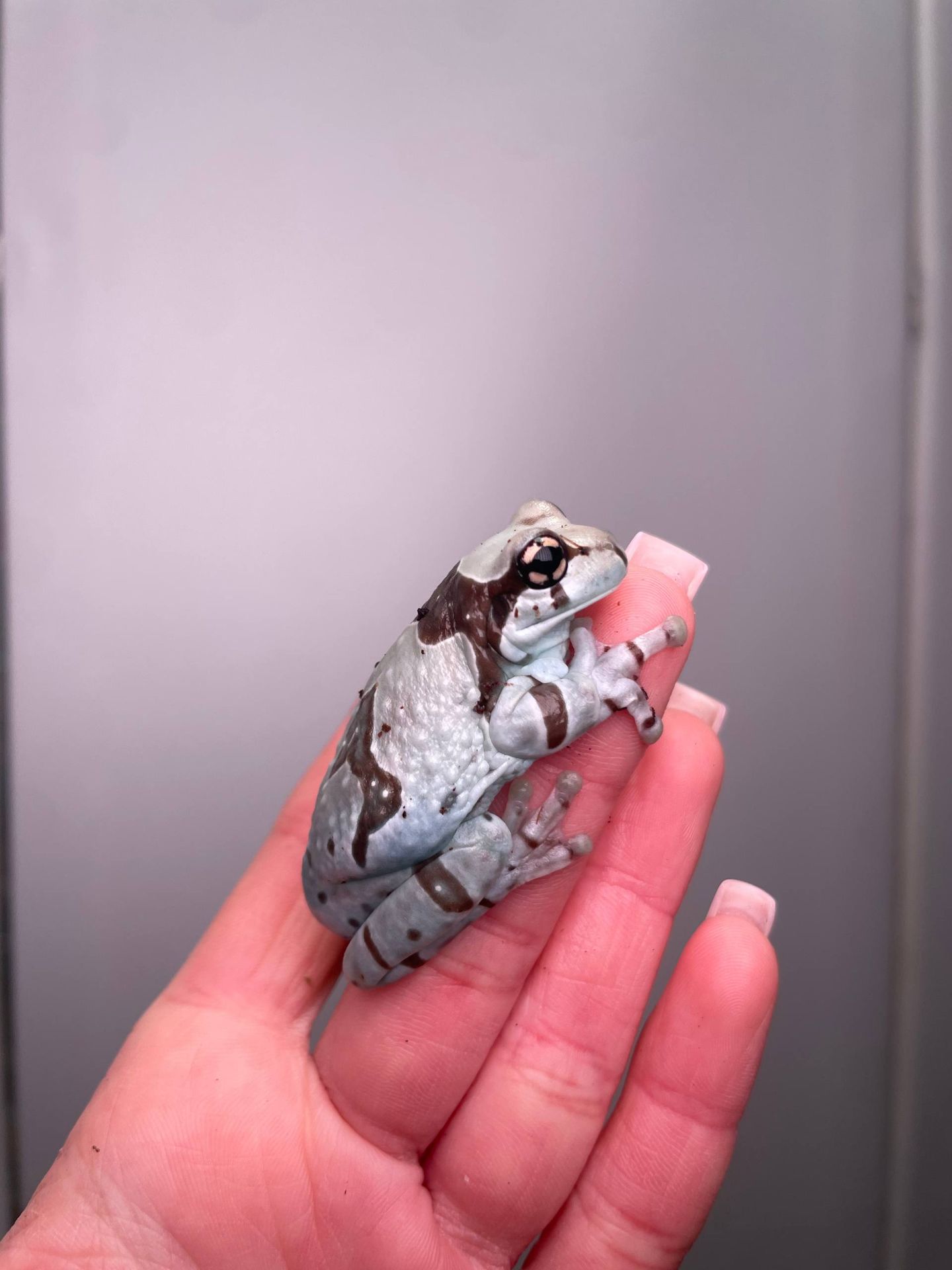 Деревні безпечні жабки, жабовидна квакша, австралійська квакша, молочна жаба, жаба арлекін