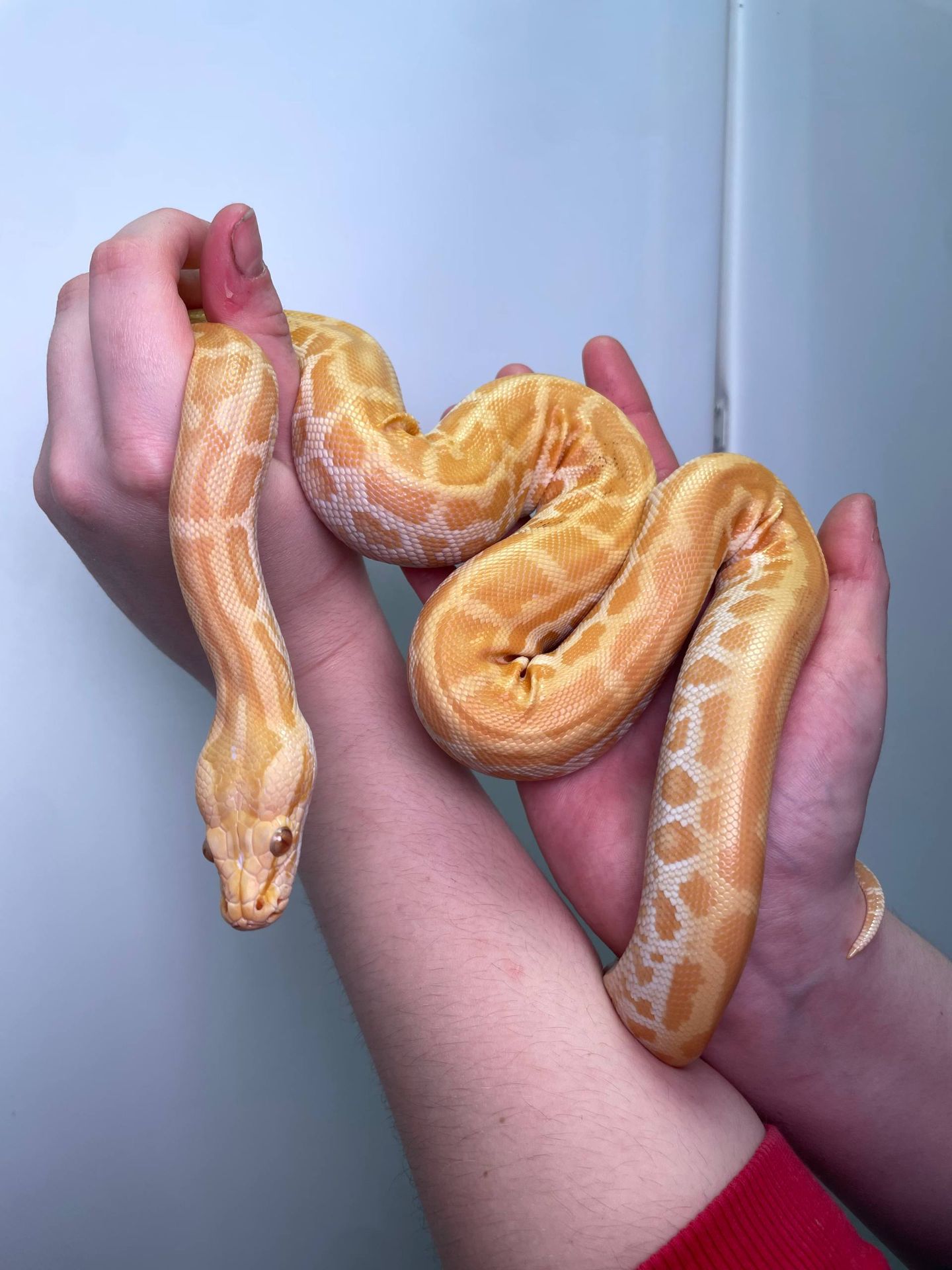 Ручний тигровий пітон, індійський пітон, домашня змія, великий пітон, тигровий пітон альбінос,