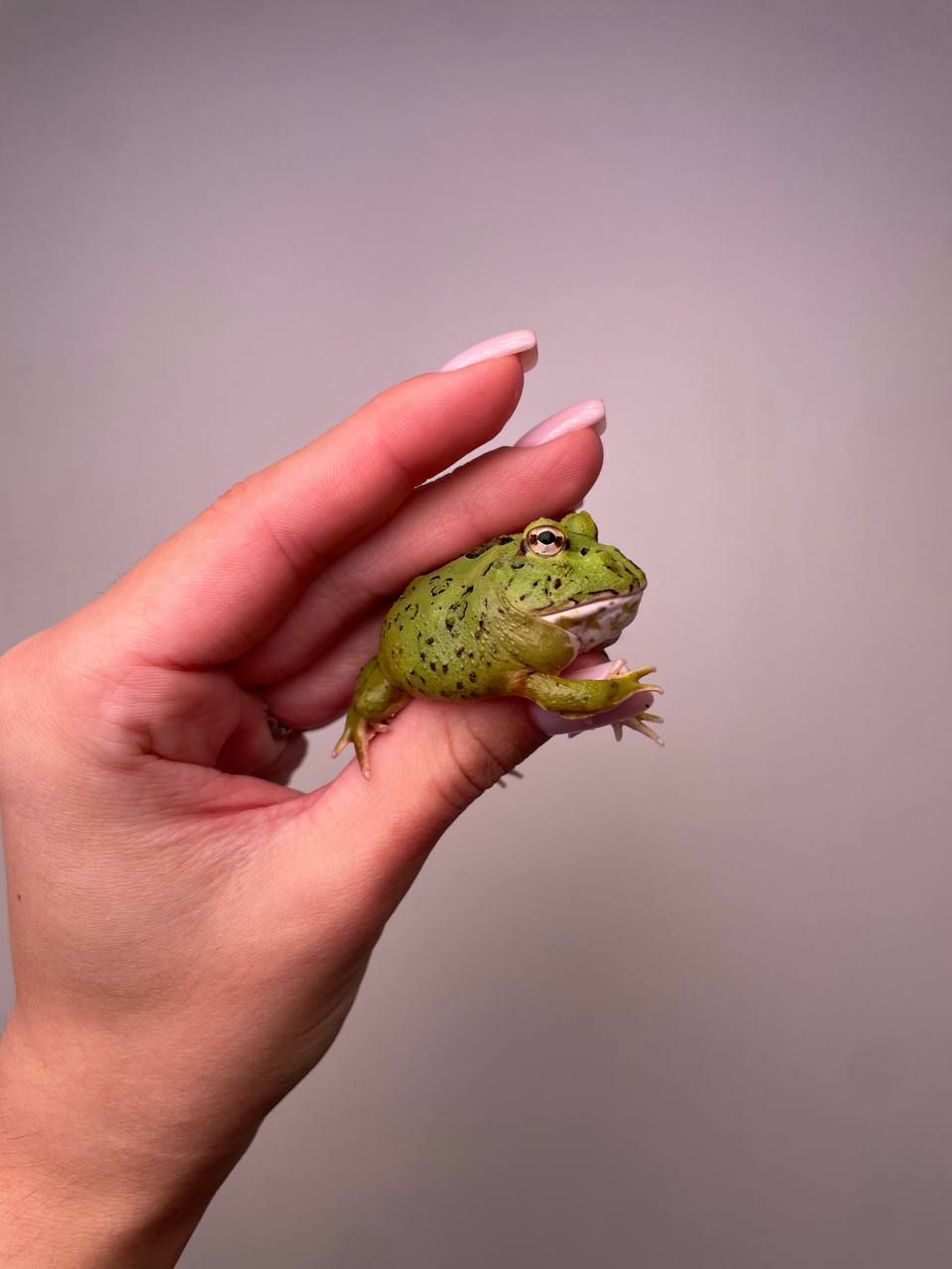 Ручна жаба рогатка, рогатка кранвелла, яскрава жаба ітанія, жаба для дому, кругла жабка