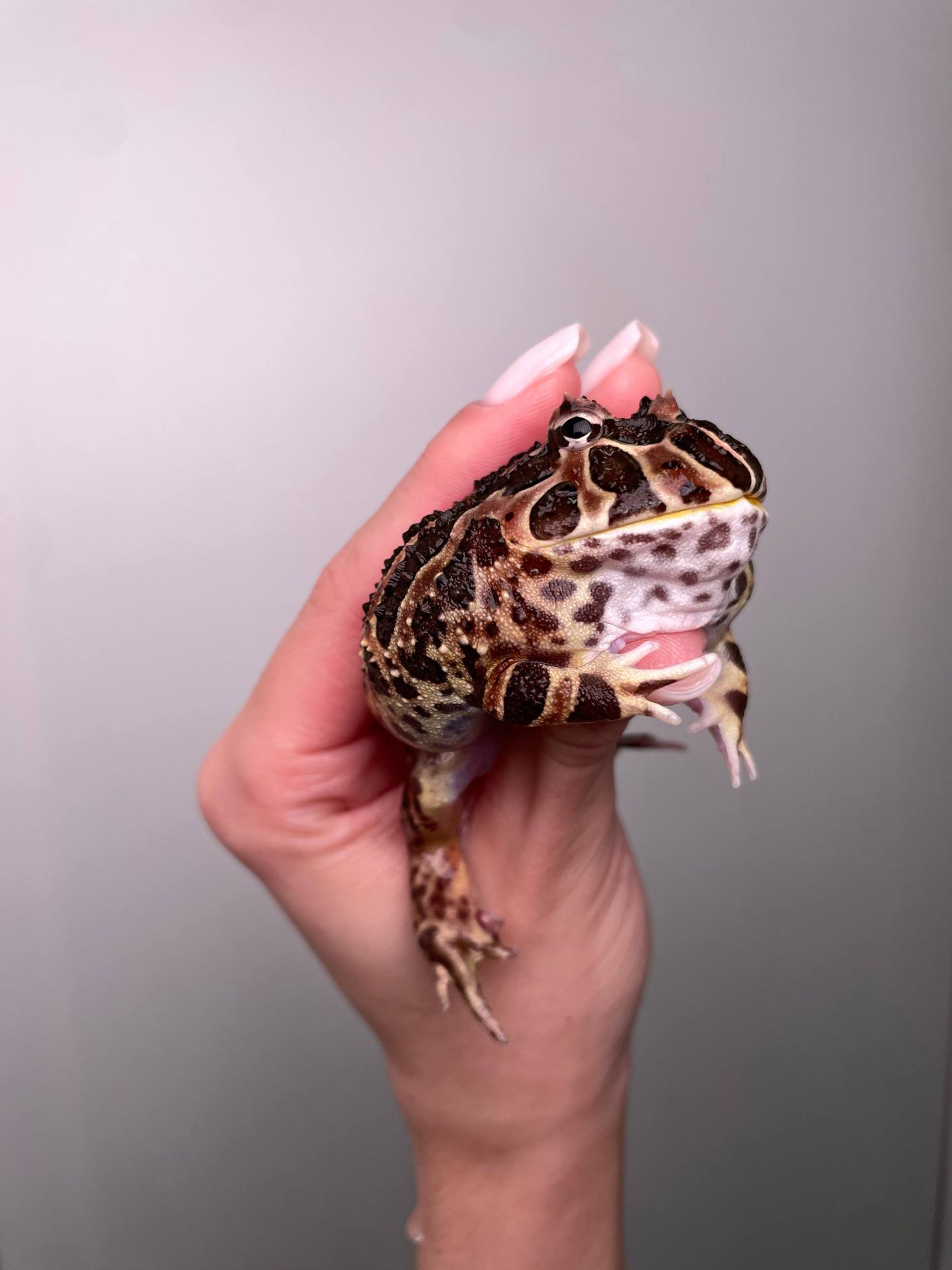 Ручна жаба рогатка, рогатка кранвелла, яскрава жаба ітанія, жаба для дому, кругла жабка