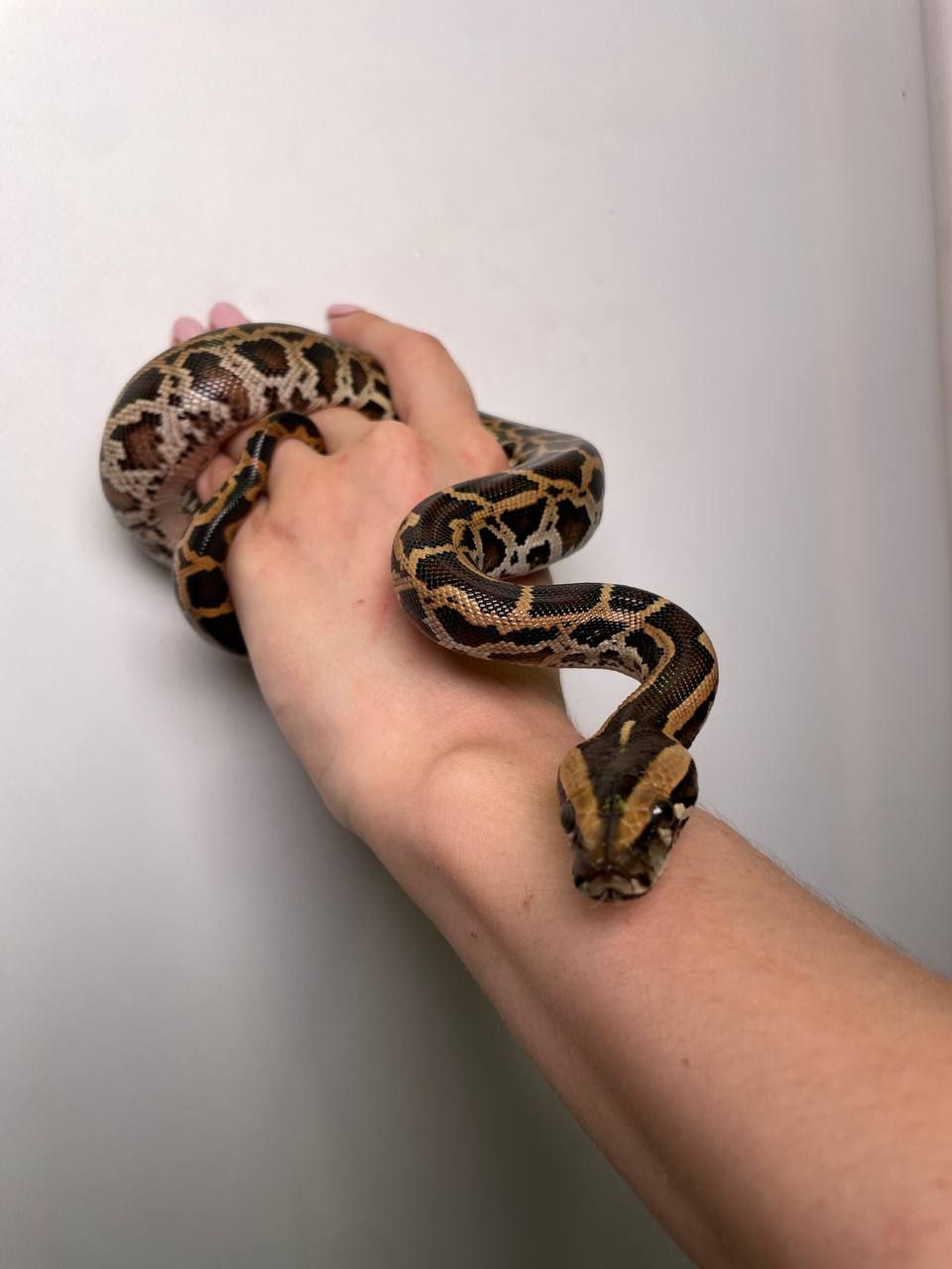 Ручний тигровий пітон, індійський пітон, домашня змія, великий пітон, тигровий пітон альбінос,