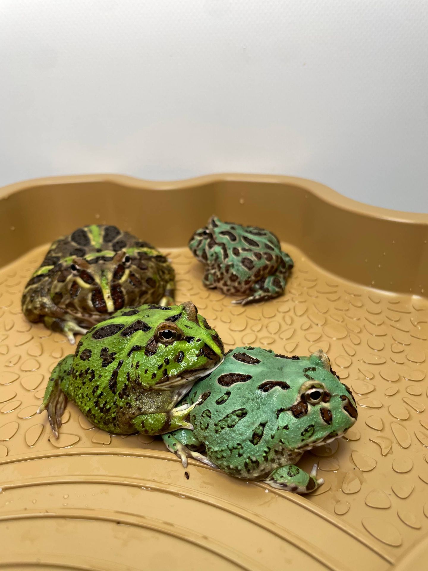 Ручна жаба рогатка, рогатка кранвелла, яскрава жаба ітанія, жаба для дому, кругла жабка