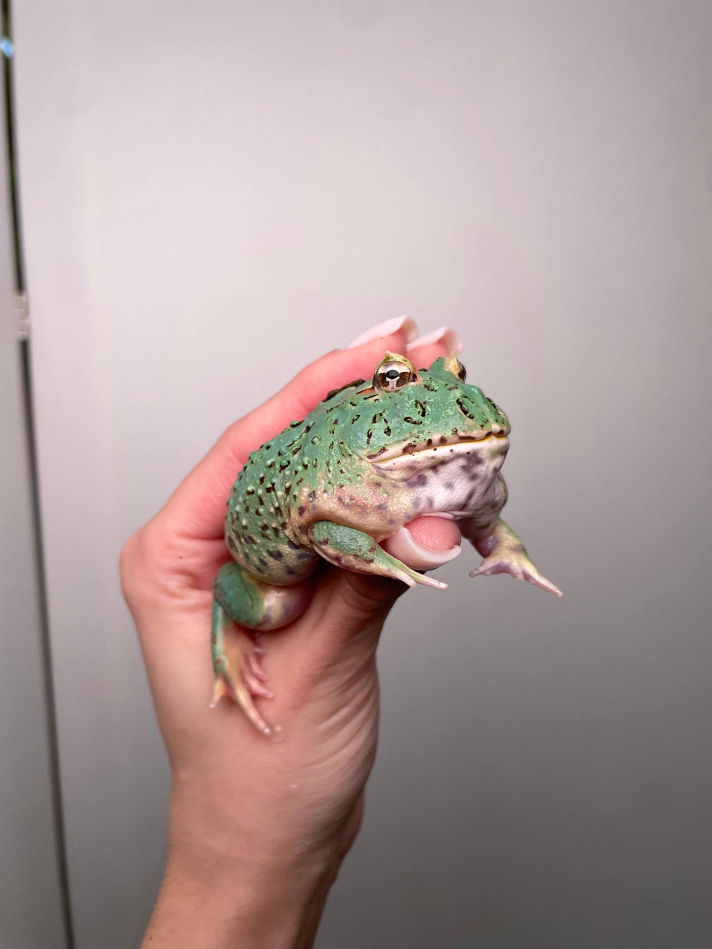 Ручна жаба рогатка, рогатка кранвелла, яскрава жаба ітанія, жаба для дому, кругла жабка