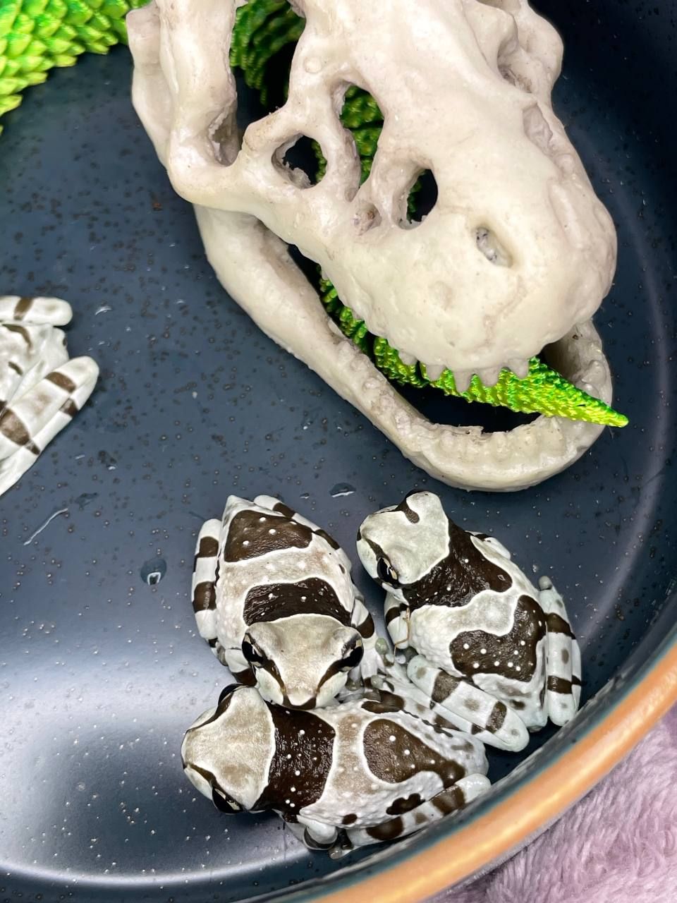 Деревні безпечні жабки, жабовидна квакша, австралійська квакша, молочна жаба, жаба арлекін