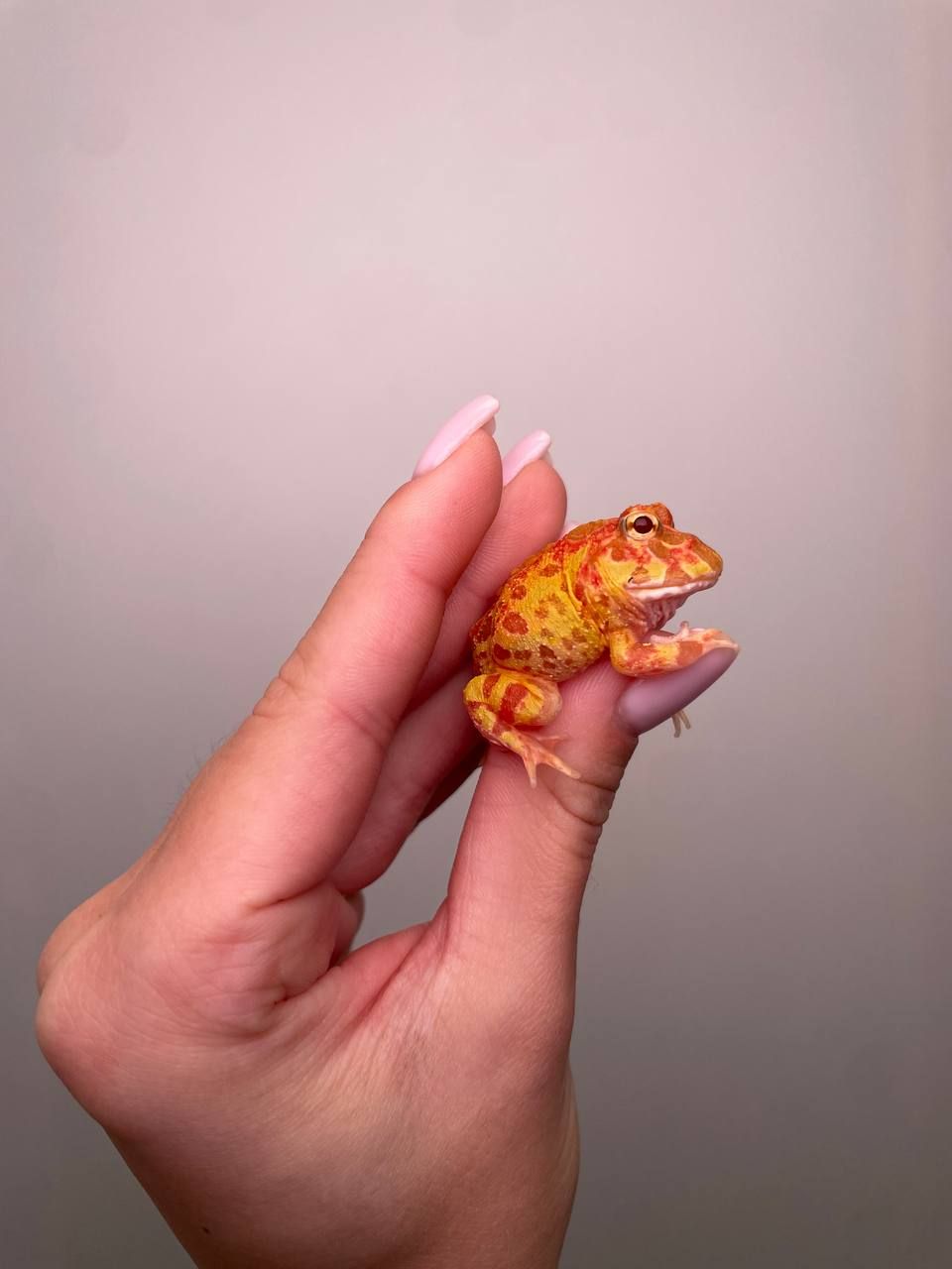 Ручна жаба рогатка, рогатка кранвелла, яскрава жаба ітанія, жаба для дому, кругла жабка