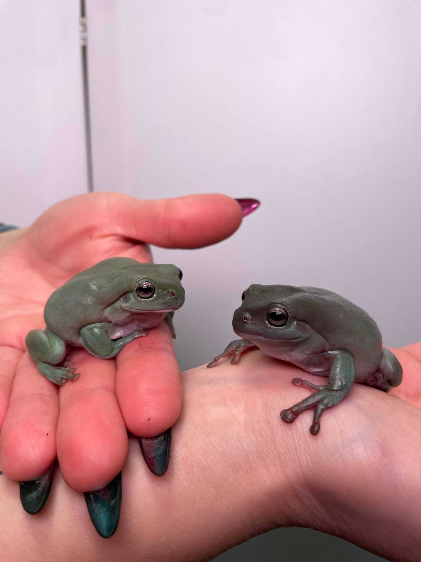 Деревні безпечні жабки, жабовидна квакша, австралійська квакша, молочна жаба, жаба арлекін