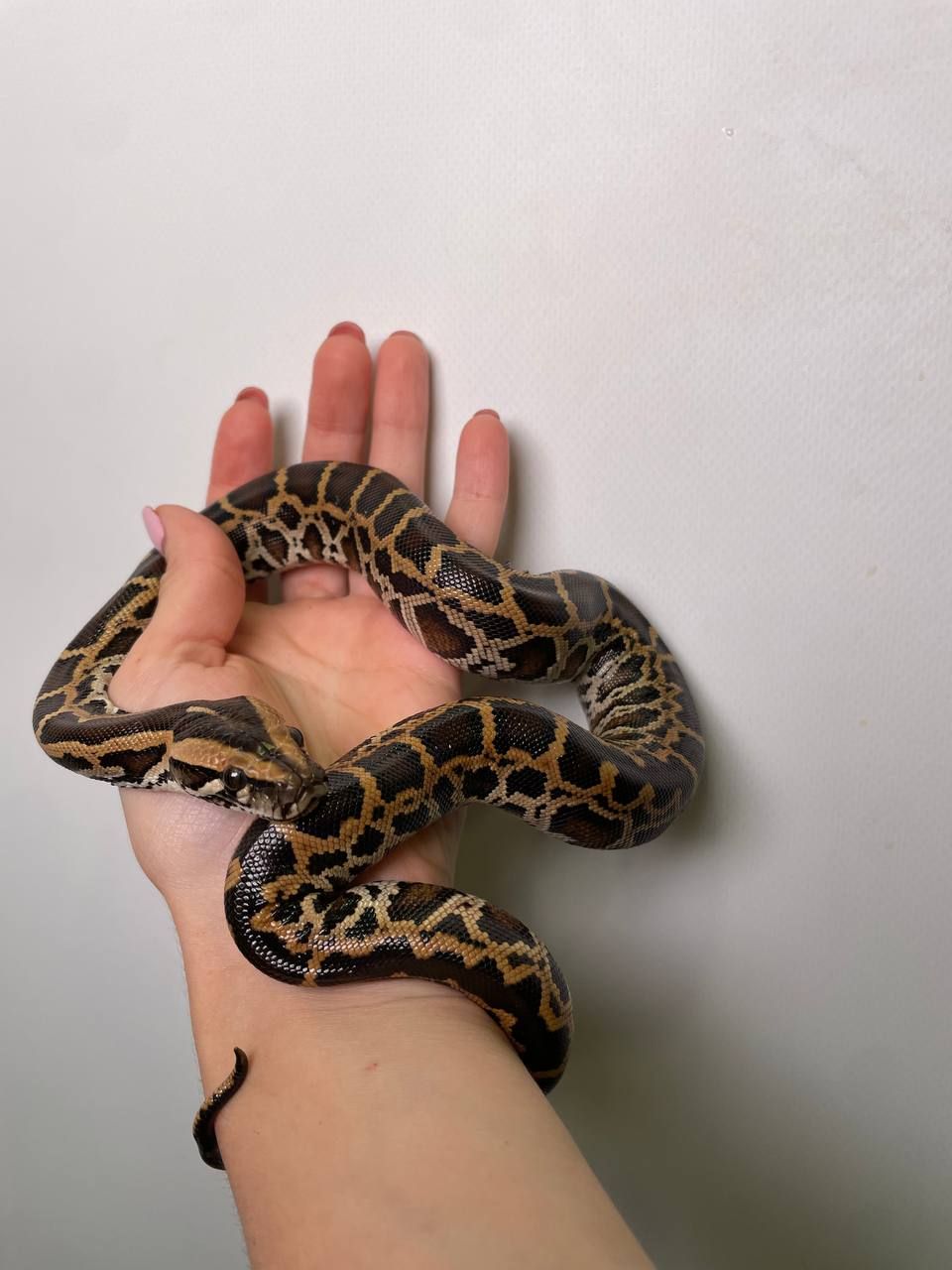 Ручний тигровий пітон, індійський пітон, домашня змія, великий пітон, тигровий пітон альбінос,