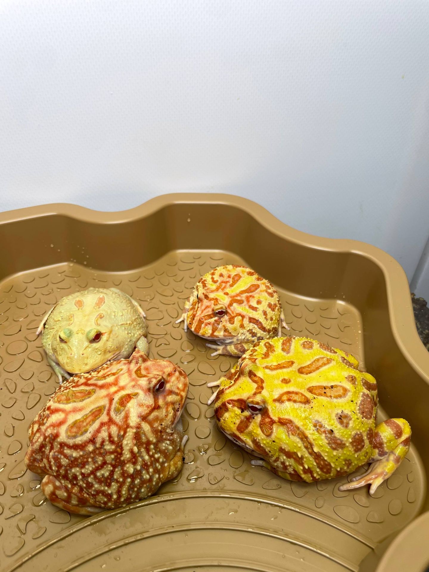 Ручна жаба рогатка, рогатка кранвелла, яскрава жаба ітанія, жаба для дому, кругла жабка