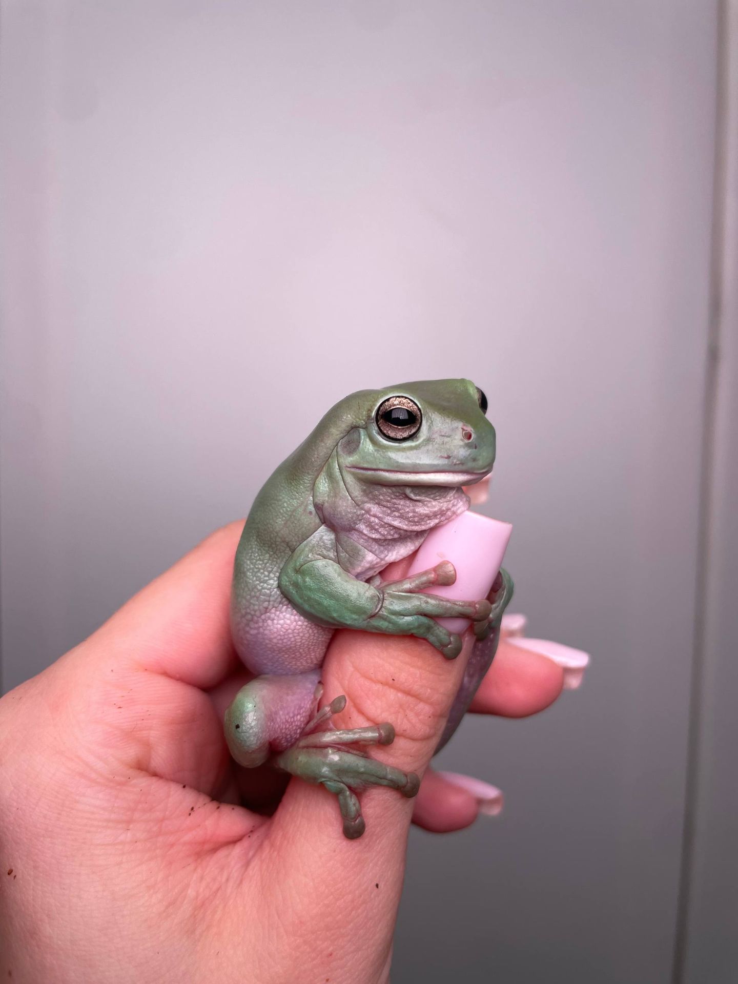 Деревні безпечні жабки, жабовидна квакша, австралійська квакша, молочна жаба, жаба арлекін