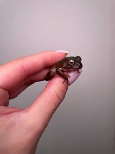 Деревні безпечні жабки, жабовидна квакша, австралійська квакша, молочна жаба, жаба арлекін